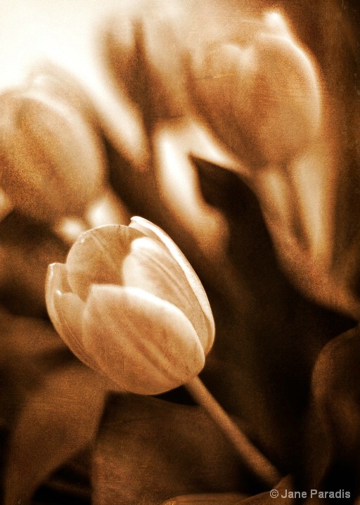 Tinted Tulips