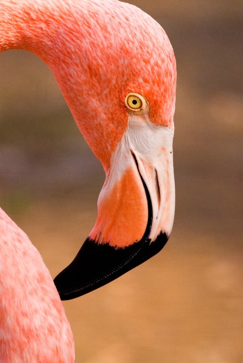 Pale Flamingo