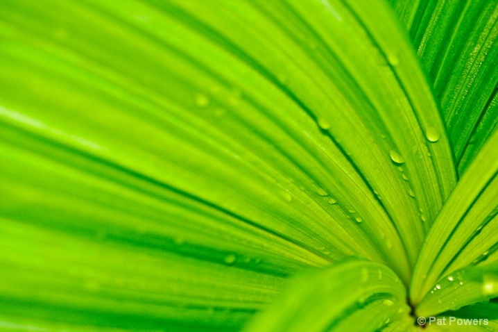 Green Leaves - ID: 5886706 © Pat Powers