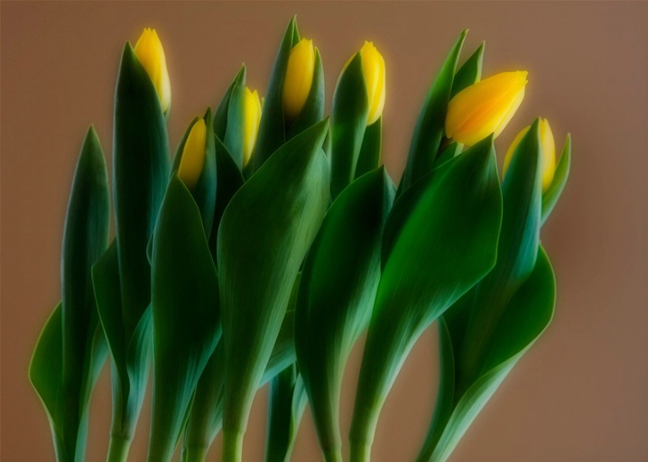 tulips dream of spring