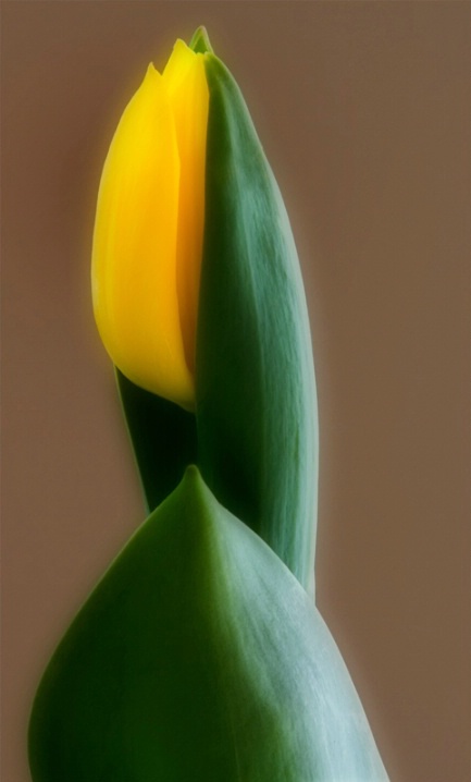 tulip dream alone