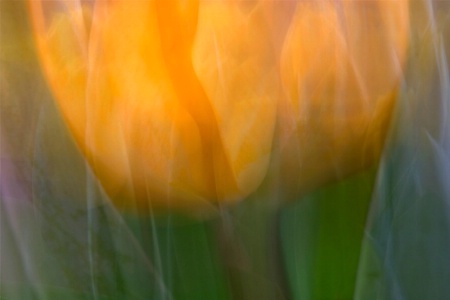 tulip montage