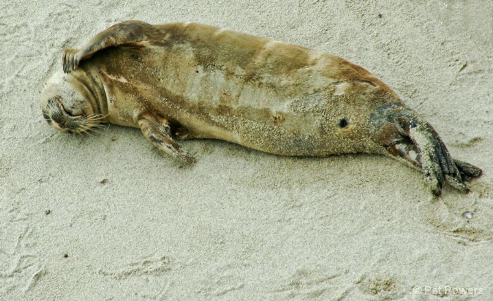 Harbor Seal Lounging - ID: 5887785 © Pat Powers