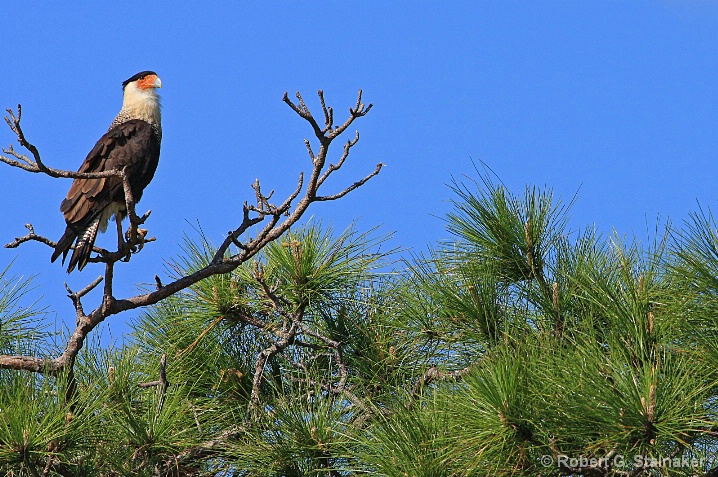 Caracara cheriway--Crested Caracara