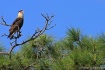 Caracara cheriway...
