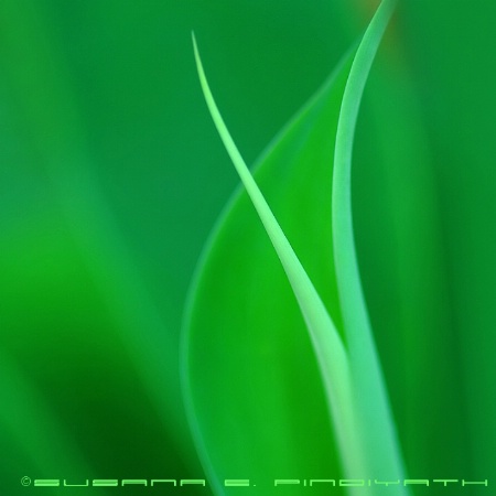 Harmony in Green