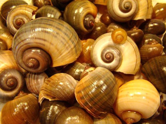 Apple Snail Shell Collection