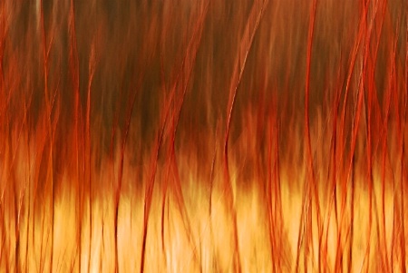 Burning Bush