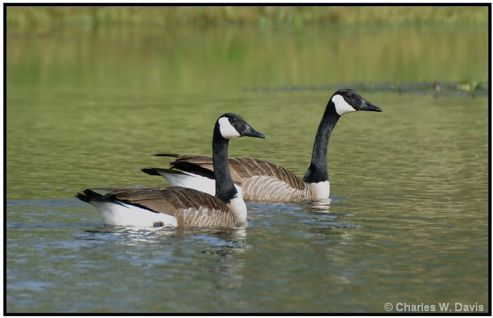 Canadian Geese