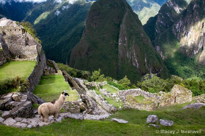 Llama overlooking Mahu Pichu, Peru - ID: 5893195 © Stacey J. Meanwell