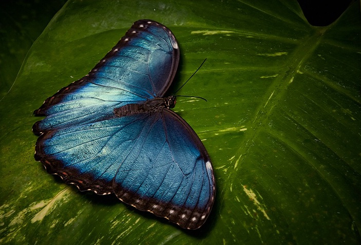 Common Blue Morpho