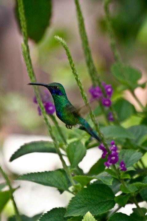 Sparkling Violet Eared Hummingbird