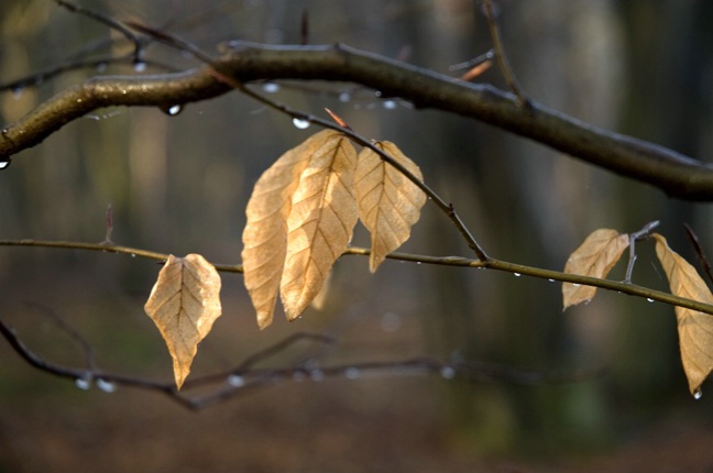 Last Leaves of Winter