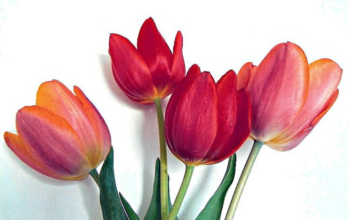 tulips