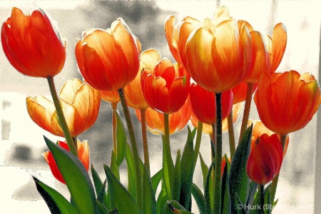 Spring Tulips