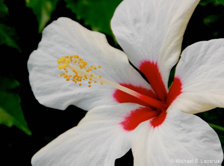 First Floral with My New Lens