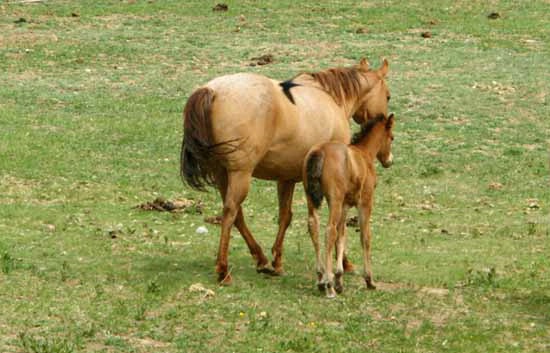 Mare and colt - ID: 5899318 © Crystal E. Berryman