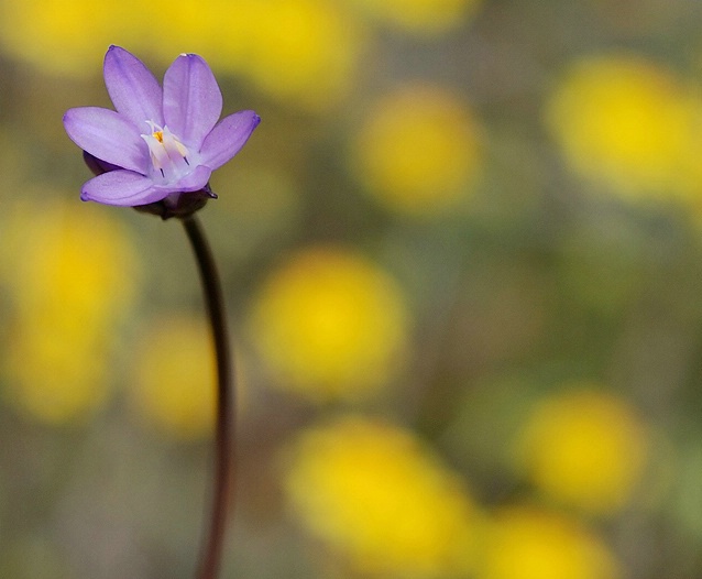 Wild Flower