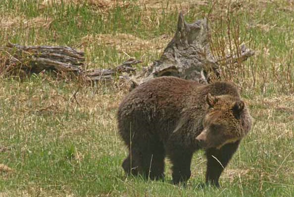 Grizzly Bear - ID: 5902299 © Crystal E. Berryman