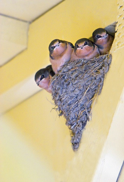 Baby Swallows2 - ID: 5902757 © William C. Dodge