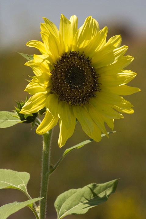 Sunflower - ID: 5904297 © Patricia A. Casey