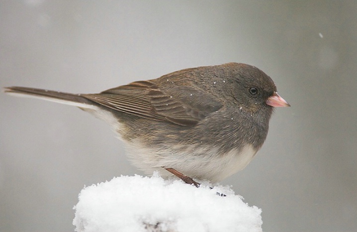 Junco