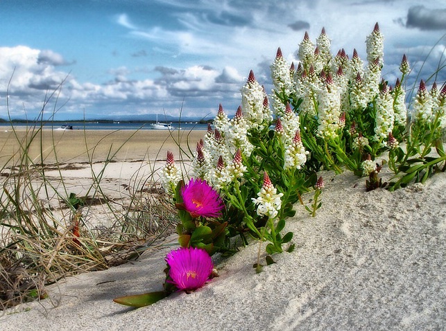 Beach Flowers