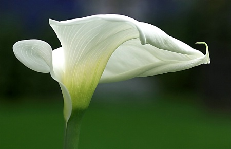 Calla Lily 1