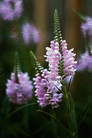 Wild Flowers Rhapsody