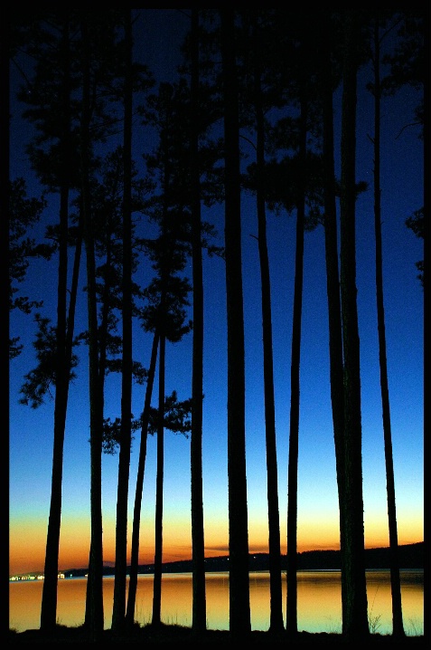 Twilight Thru the Trees.