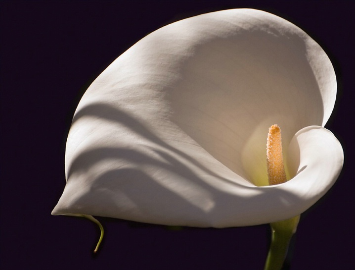 Calla Lily 