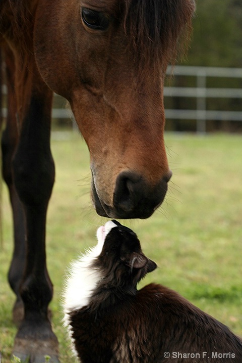 Just a Kiss between friends