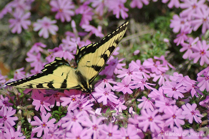 Tiger Swallowtail Butterfly ((Papilio glaucas)