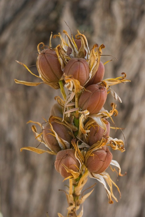 Dried Aloe Pods - ID: 5911497 © Patricia A. Casey