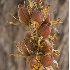 © Patricia A. Casey PhotoID # 5911497: Dried Aloe Pods