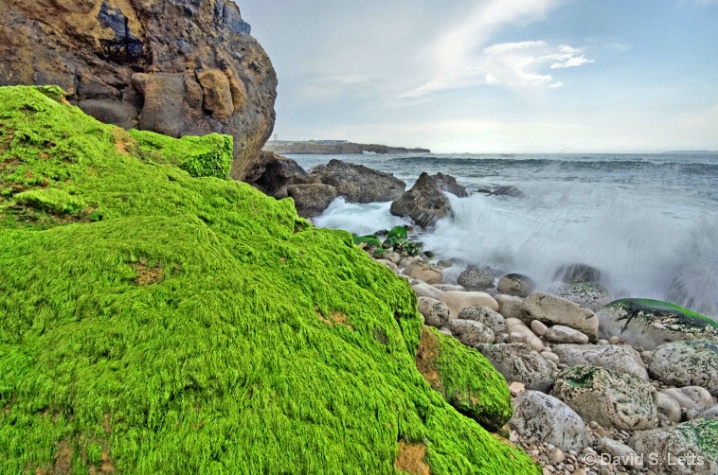 Green Mossy Boulder of Peniche