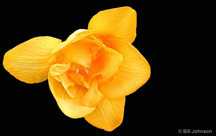 Yellow Freesia