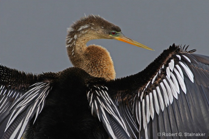 Portrait of Anhinga anhinga