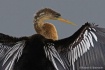 Portrait of Anhin...