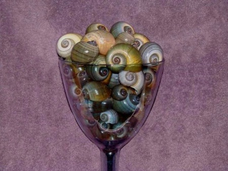 Apple Snail Shells #2