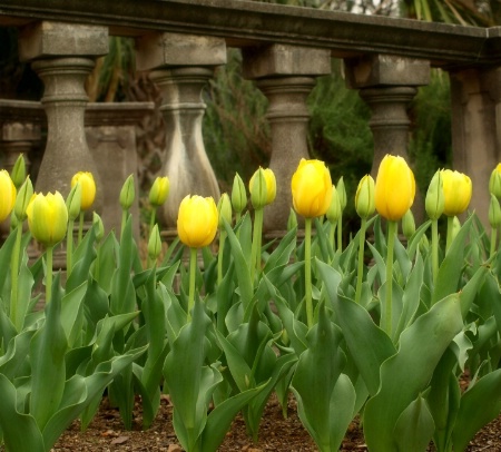 Yellow Tulips and Balustrade