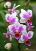 orchid cluster