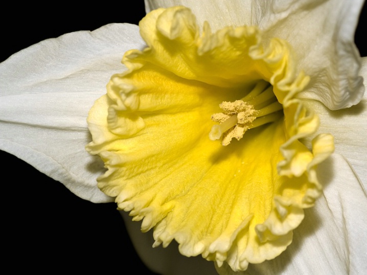 <b>Daffodil</b>