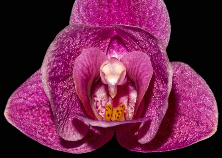 <b>Moth Orchid</b>