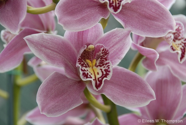 orchids_original