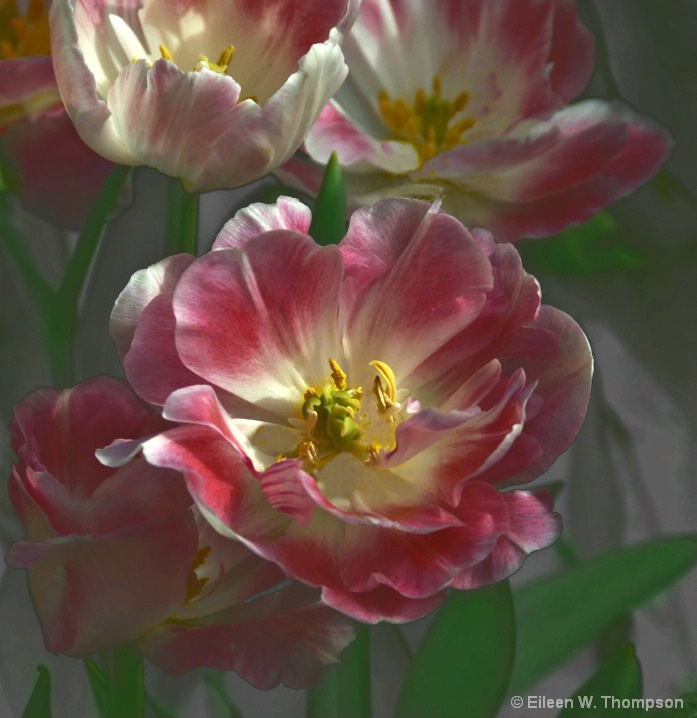 tulips_final