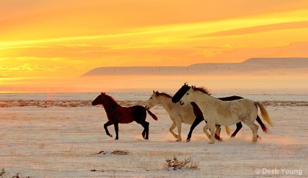 Desert Mustangs at sunset.