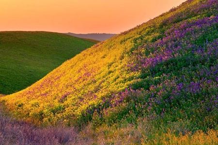 Spring in California