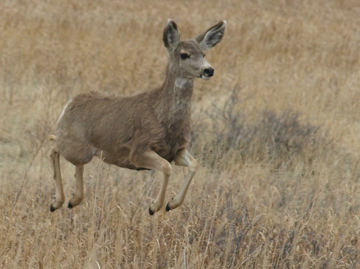 The Mule Deer Stot