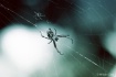 Spider-Mend